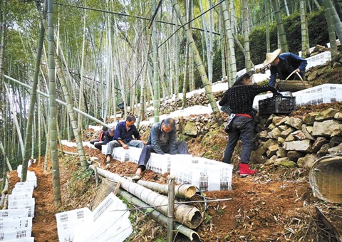 深挖森林“钱库”，，，，，，，，浙江林下生“金”